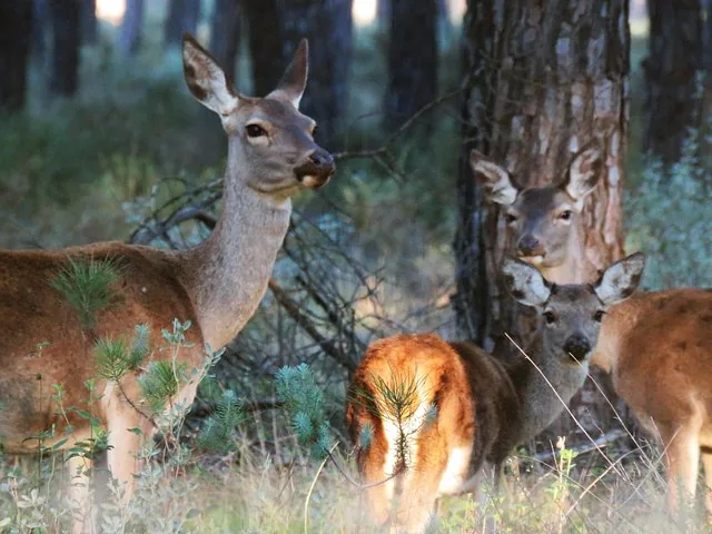 Mehrere Hirsche, die wachsam in einem Pinienwald stehen