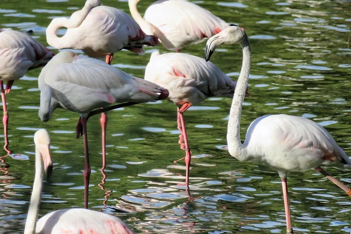 Schwarm rosa Flamingos watet in flachem grünen Wasser