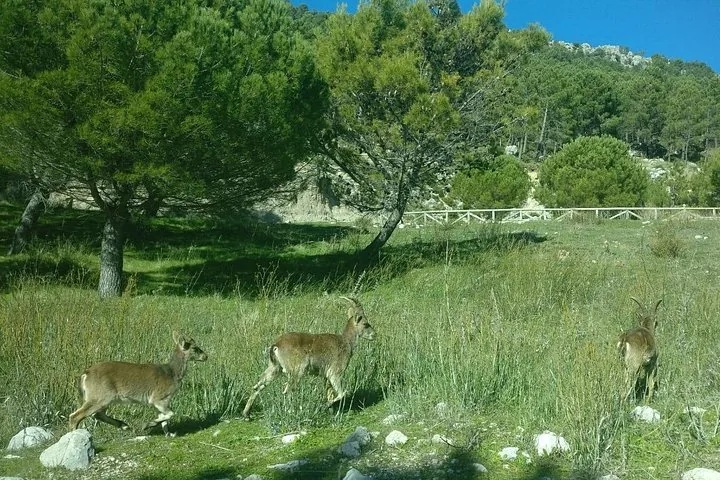 Three Spanish ibex walking in a grassy field with trees