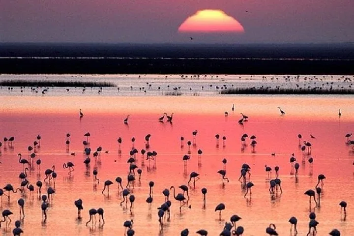 Silhouettes of flamingos in water against a vibrant pink sunset