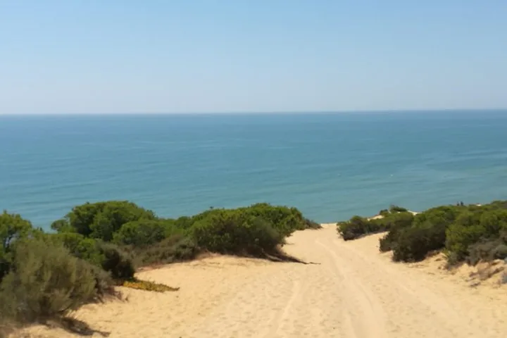 Sandy trail winding through green shrubs towards the blue ocean